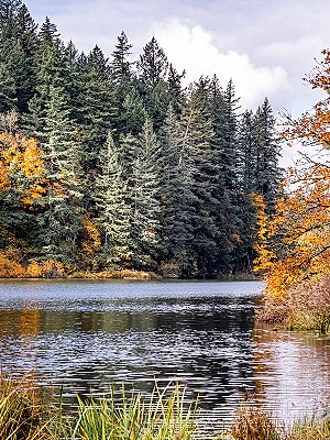 Autumnal forest reflecting in a tranquil lake.